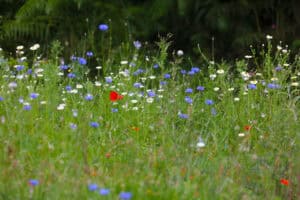 Wildflower meadow at Tonnau'r Mor caravanning and camping site